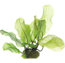 Madagaska-Gitterpflanze - Aponogeton madagascariencis