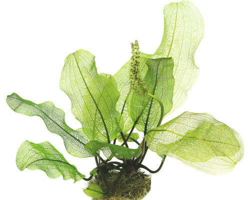 Madagaska-Gitterpflanze - Aponogeton madagascariencis