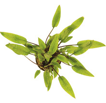Wasserkelch - Cryptocoryne lutea