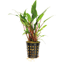 Wasserkelch - Cryptocoryne lutea