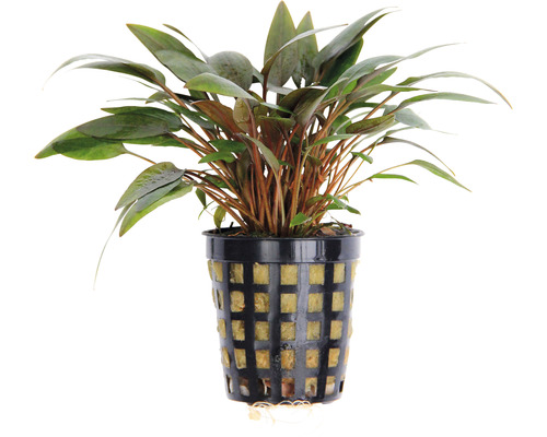 Pot avec plante d''aquarium