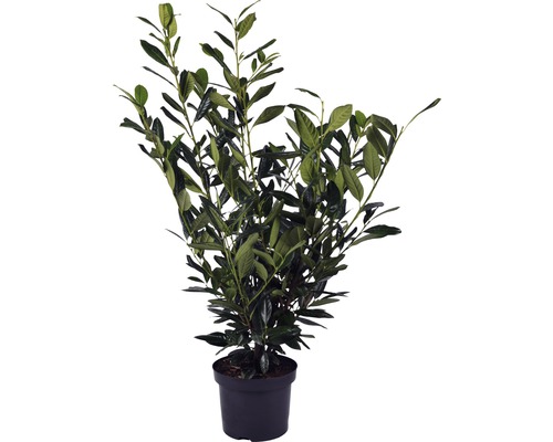 Lorbeerbaum in einem Topf