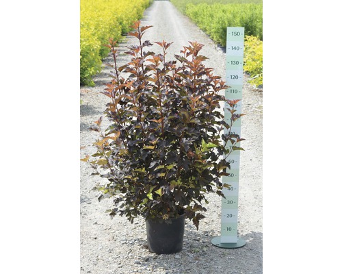 Blasenspiere FloraSelf Physocarpus opulifolius 'Center Glow' H 100-125 cm Co 15 L