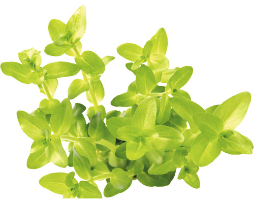 Grosses Fettblatt - Bacopa caroliniana emers