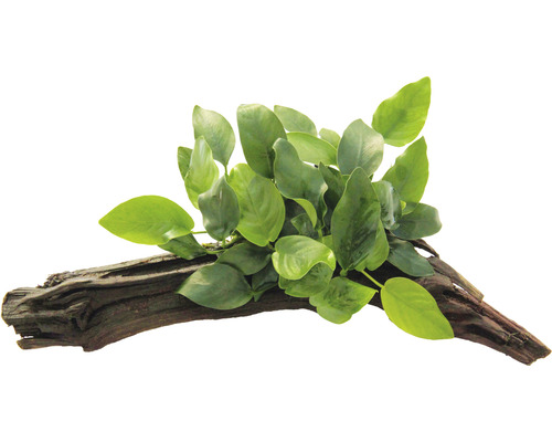 Anubias naine sur racine env. 16 x 7 x 12 cm Anubias naine sur racine env. 16 x 7 x 12 cm