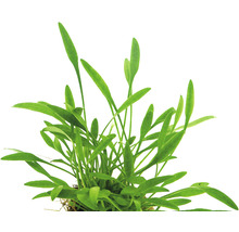 Zwergwasserkelch - Cryptocoryne parva