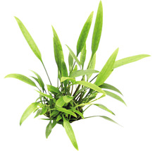 Schmalblättriger Nevilii Wasserkelch - Cryptocoryne lucens