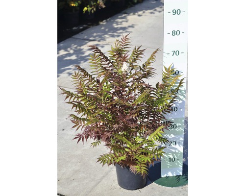 Sorbaire à feuilles de sorbier FloraSelf Sorbaria sorbifolia 'Sem' H 30-60 cm Co 4 L