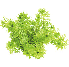 Plante aquatique à feuilles fines pour aquariums