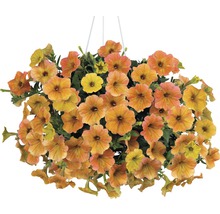 Pétunia FloraSelf Petunia Cascadias™ Serie 'Indian Summer' pot Ø 12 cm