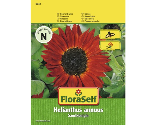 Tournesol 'Samtkönigin' FloraSelf semences non-hybrides graines de fleurs-0