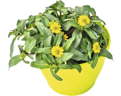 Sanvitalia Talya Great Yellow FloraSelf® pot de 12, jaune or