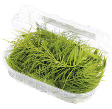 Hornkraut - Ceratophyllum demersum