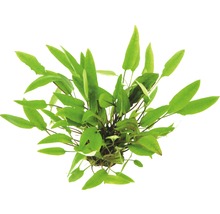Cryptocoryne à feuilles brunes flambée