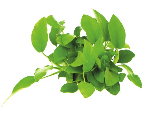 Plante d''aquarium à épi d''eau