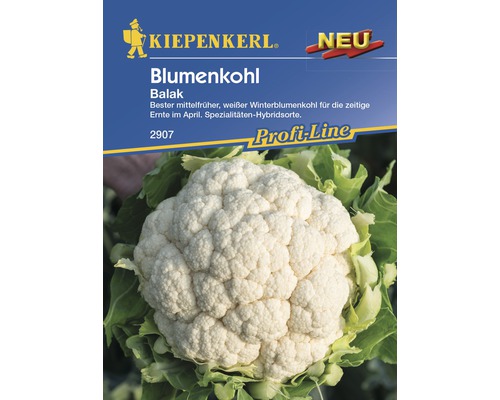 Blumenkohl 'Balak' Kiepenkerl Gemüsesamen