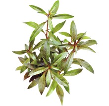 Rote Stern-Ludwigie - Ludwigia glandulosa perennis