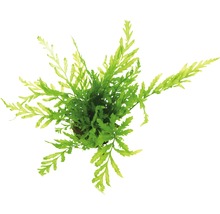 Kongo-Wasserfarn - Bolbitis heudelotii