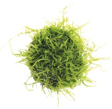 Biosphären-Ball Aegagropila linnaei ca. 5 x 5 x 5 cm