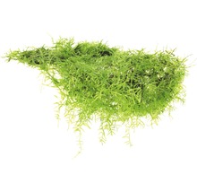 Mousse de fontaine pour aquarium sur fond blanc