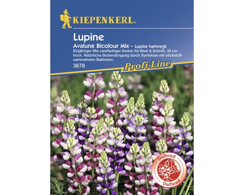 Graines de lupin « Avalune Bicolour Mix » Kiepenkerl