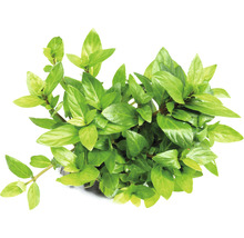 Kriechende Staurogyne - Staurogyne repens