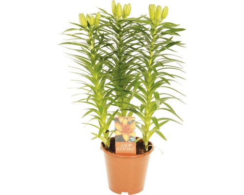 Lys en pot FloraSelf Lilium-Cultivars 'Tiny Skyline' h 35-45 cm pot Ø 13 cm