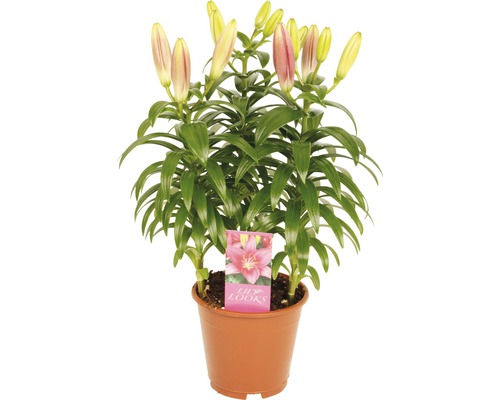 Lys en pot FloraSelf Lilium-Cultivars 'Tiny Pearl' h 35-45 cm pot Ø 13 cm