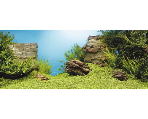 Poster pour paroi arrière Juwel plantes/rochers 100 x 50 cm Aquarium aménagé avec des pierres et des plantes