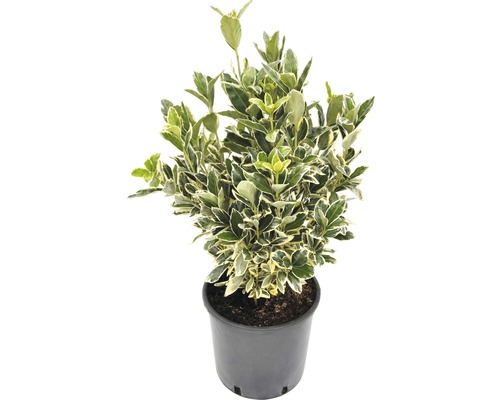 Japanischer Spindelstrauch FloraSelf Euonymus japonicus H 40-50 cm Co 5 L-0