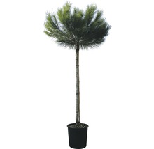 Mittelmeer-Kiefer-Stämmchen FloraSelf Pinus pinea H 100-125 cm Co 25 L