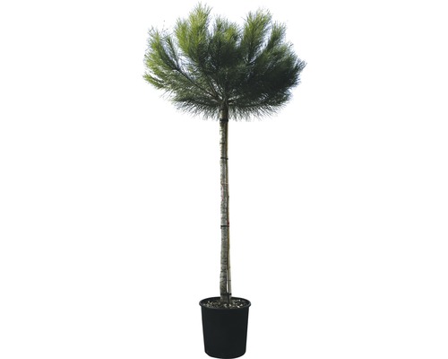 Pin méditerranéen arbuste FloraSelf Pinus pinea H 100-125 cm Co 25 L