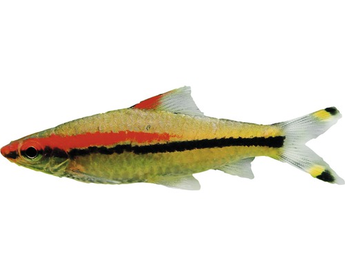Fisch Rotstrichhaibarbe - Puntius denisonii