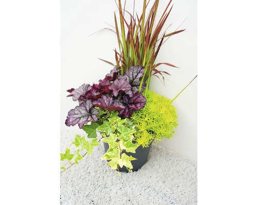 Pflanzgefäss mit Purpurglöckchen, Segge, Fetthenne und Efeu