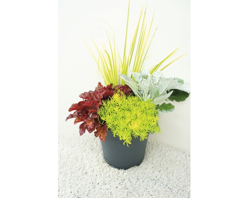 Blumenarrangement mit Heuchera, Fetthenne und Ziergras in einem Topf