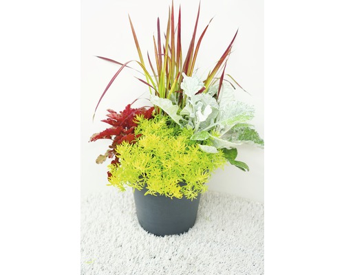 Blumenarrangement mit verschiedenen Pflanzen im Topf