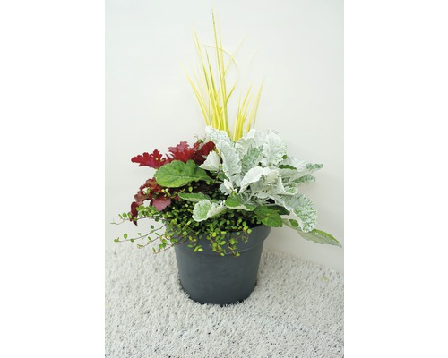 Blumenarrangement im Topf mit Ziergräsern, Silberblatt und Bodendecker