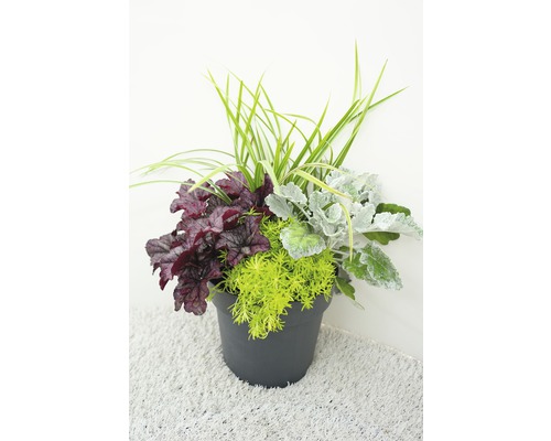 Blumenarrangement mit Purpurglöckchen, Silberblatt und Grünpflanzen in einem Topf