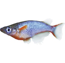 Poisson néon bleu - Oryzias woworae