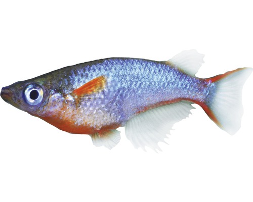 Fisch Neon blauer Reiskärpfling - Oryzias woworae