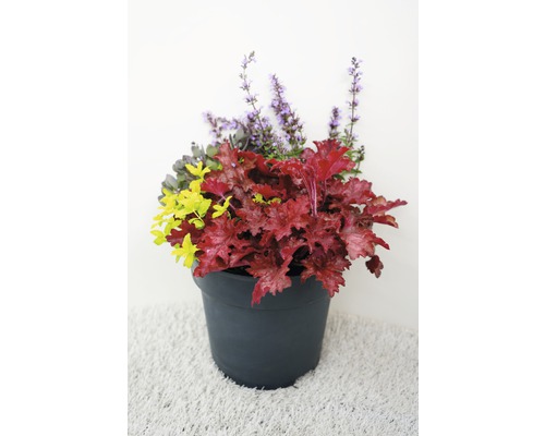 Blumenarrangement mit Purpurglöckchen, Salbei und Zierstrauch im Topf