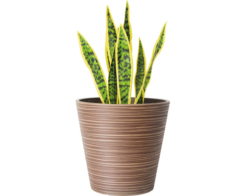 Sansevieria en pot