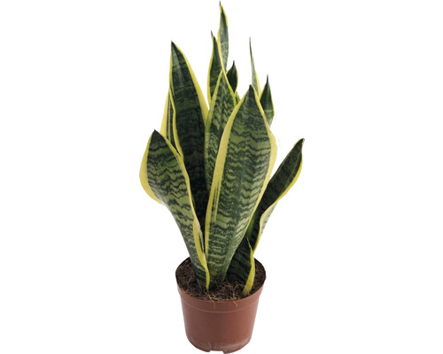 Sanseviera FloraSelf Sansevieria trifasciata 'Superba' h 35-45 cm pot Ø 14 cm