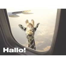 Eine Giraffe schaut durch ein Flugzeugfenster