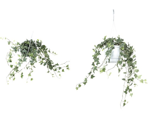 Zwei Efeupflanzen in Hängekörben