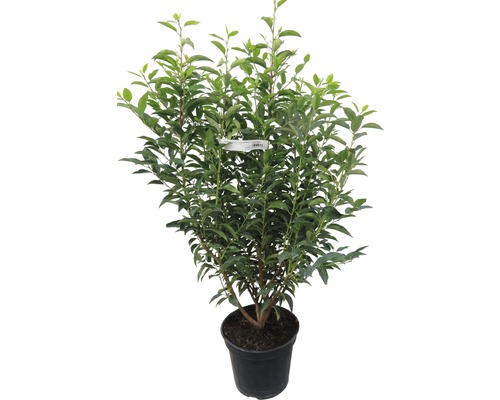 Lorbeerkirsche im Topf