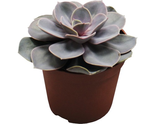 Plante succulente en pot