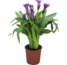 Plante de calla en pot avec fleurs violettes