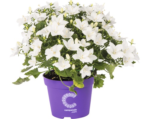 Campanule italienne FloraSelf Campanula isophylla 'Atlanta' h 15-17 cm pot Ø 11 cm blanc