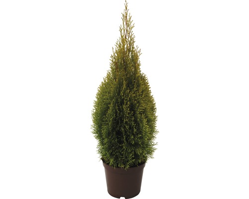 Thuya en pot